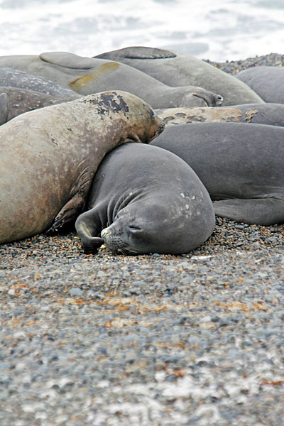 Pas de mâle aux alentours.